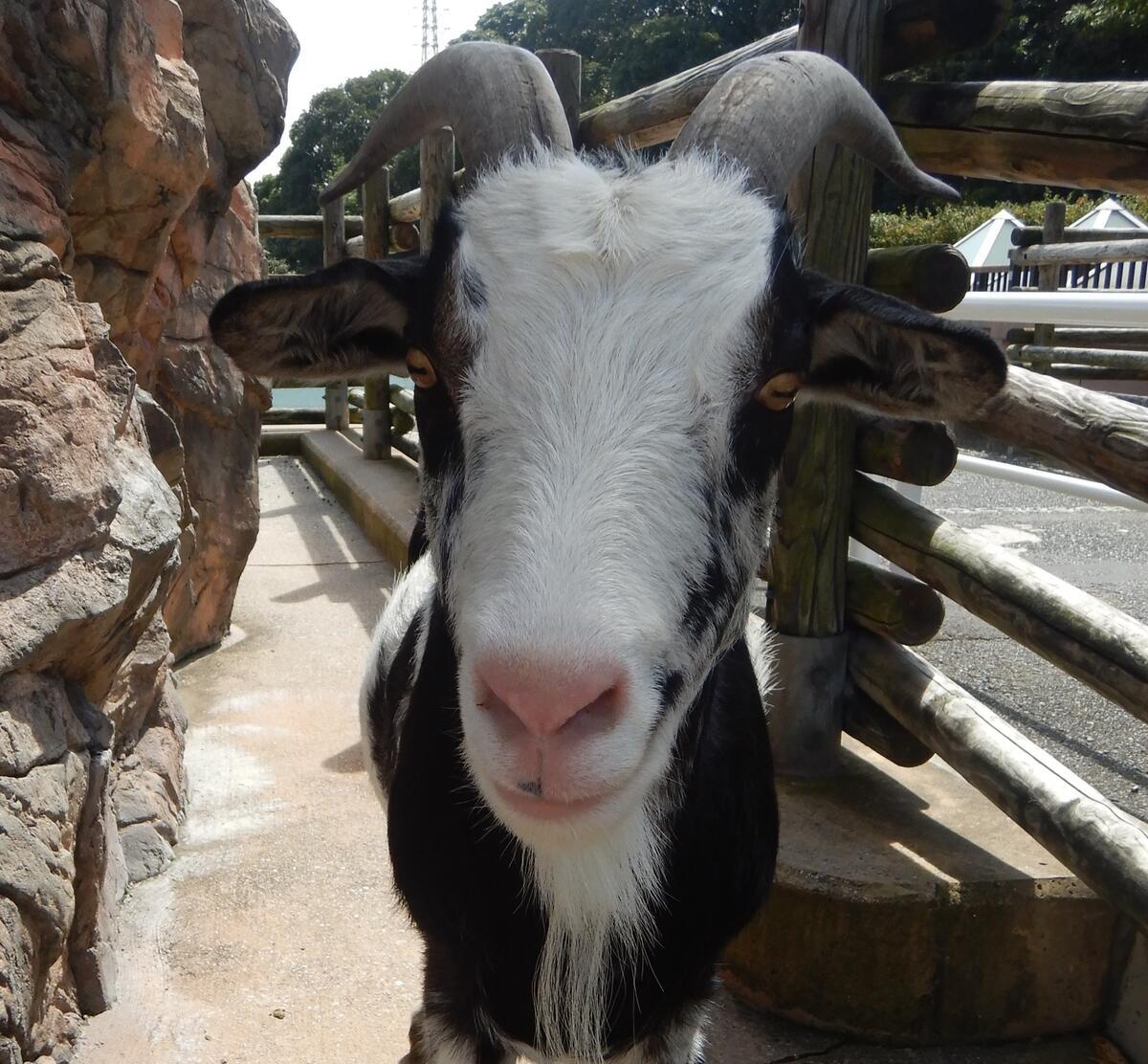 ヤギ｜到津の動物たち｜到津の森公園